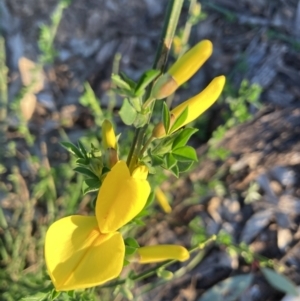 Cytisus scoparius subsp. scoparius at Palmerston, ACT - 22 Sep 2021