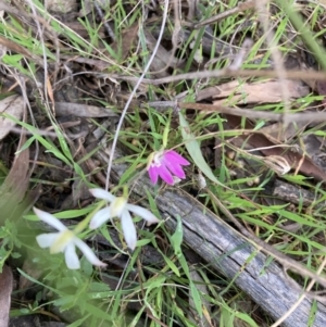 Caladenia carnea at Crace, ACT - 22 Sep 2021