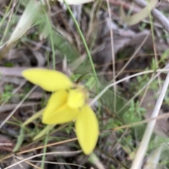 Diuris chryseopsis (Golden Moth) at Gungaderra Grasslands - 22 Sep 2021 by Jenny54