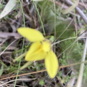 Diuris chryseopsis at Crace, ACT - suppressed