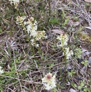 Stackhousia monogyna at Throsby, ACT - 23 Sep 2021 09:59 AM