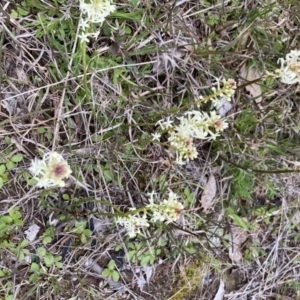 Stackhousia monogyna at Throsby, ACT - 23 Sep 2021 09:59 AM