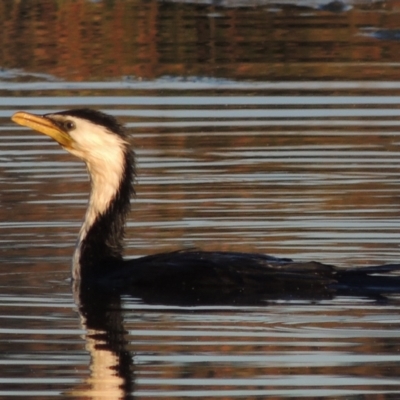 Microcarbo melanoleucos (Little Pied Cormorant) at Conder, ACT - 17 Sep 2021 by michaelb