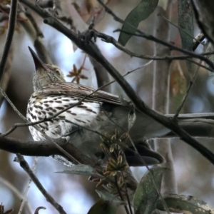 Oriolus sagittatus at Majura, ACT - 20 Sep 2021