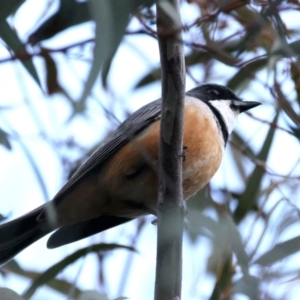 Pachycephala rufiventris at Majura, ACT - 20 Sep 2021 05:18 PM