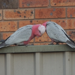 Eolophus roseicapilla at Conder, ACT - 9 Sep 2021