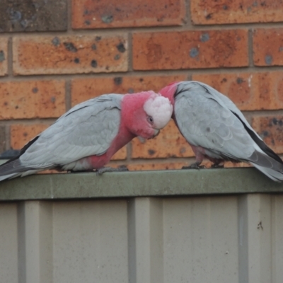 Eolophus roseicapilla (Galah) at Conder, ACT - 9 Sep 2021 by michaelb