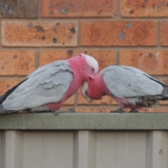 Eolophus roseicapilla at Conder, ACT - 9 Sep 2021