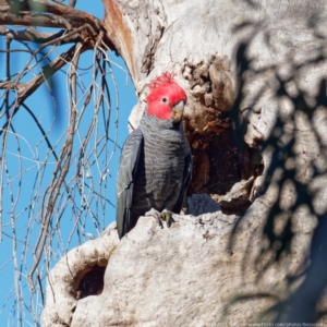 Callocephalon fimbriatum at Crace, ACT - suppressed