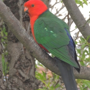 Alisterus scapularis at Conder, ACT - 12 Sep 2021