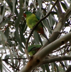 Lathamus discolor (Swift Parrot) at Hughes, ACT - 23 Sep 2021 by LisaH