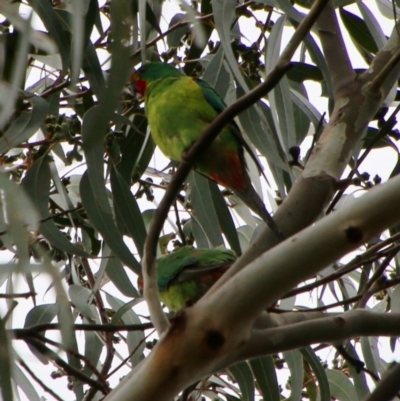 Lathamus discolor (Swift Parrot) at Hughes, ACT - 23 Sep 2021 by LisaH