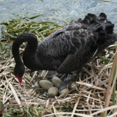 Cygnus atratus (Black Swan) at Yerrabi Pond - 23 Sep 2021 by TrishGungahlin