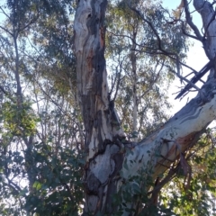 Callocephalon fimbriatum (Gang-gang Cockatoo) at Red Hill, ACT - 22 Sep 2021 by HelenJ