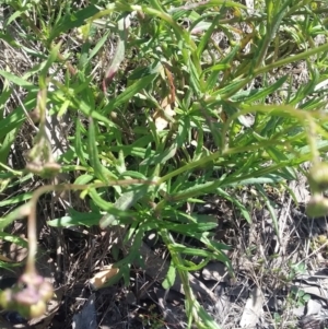 Senecio madagascariensis at Wamboin, NSW - 23 Sep 2021