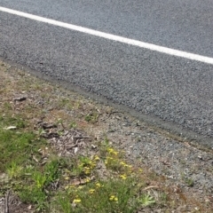 Senecio madagascariensis at Wamboin, NSW - 23 Sep 2021