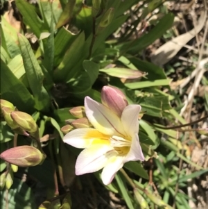 Freesia leichtlinii subsp. leichtlinii x Freesia leichtlinii subsp. alba at Hughes, ACT - 19 Sep 2021