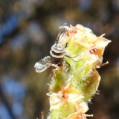 Entomophthora sp. (genus) (Puppeteer Fungus) at Kambah, ACT - 22 Sep 2021 by HelenCross