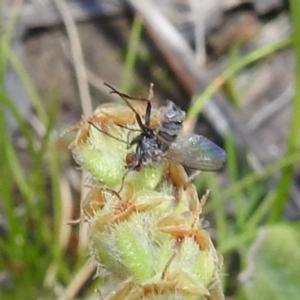 Entomophthora sp. (genus) at Kambah, ACT - 22 Sep 2021