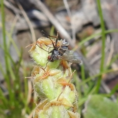 Entomophthora sp. (genus) at Kambah, ACT - suppressed