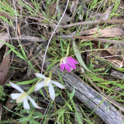 Caladenia ustulata (Brown Caps) at Crace, ACT - 22 Sep 2021 by Jenny54