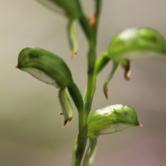 Bunochilus montanus (Montane Leafy Greenhood) at Mount Jerrabomberra - 23 Sep 2021 by cherylhodges