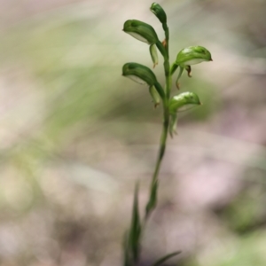 Bunochilus montanus (ACT) = Pterostylis jonesii (NSW) at Jerrabomberra, NSW - suppressed