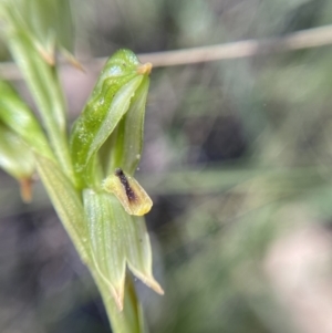 Bunochilus montanus at Jerrabomberra, NSW - 23 Sep 2021