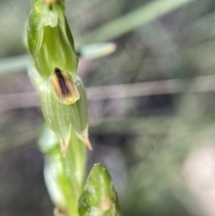 Bunochilus montanus at Jerrabomberra, NSW - 23 Sep 2021