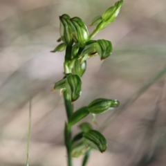 Bunochilus montanus (ACT) = Pterostylis jonesii (NSW) (Montane Leafy Greenhood) at Jerrabomberra, NSW - 23 Sep 2021 by cherylhodges