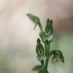 Bunochilus montanus (ACT) = Pterostylis jonesii (NSW) at Jerrabomberra, NSW - suppressed