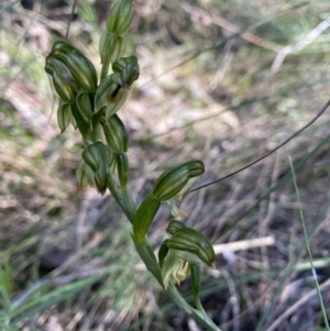 Bunochilus montanus (ACT) = Pterostylis jonesii (NSW) at Jerrabomberra, NSW - suppressed