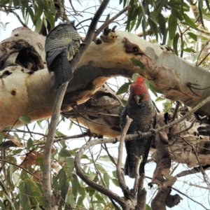 Callocephalon fimbriatum at Kambah, ACT - suppressed