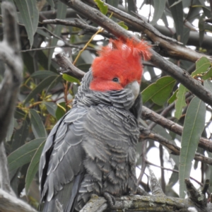 Callocephalon fimbriatum at Kambah, ACT - suppressed