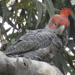 Callocephalon fimbriatum at Kambah, ACT - suppressed