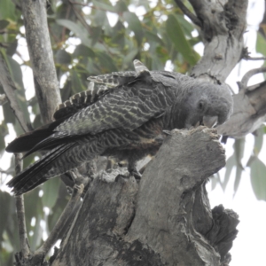 Callocephalon fimbriatum at Kambah, ACT - suppressed