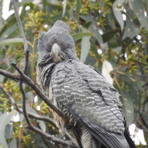 Callocephalon fimbriatum at Kambah, ACT - suppressed