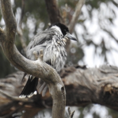 Cracticus torquatus at Kambah, ACT - 23 Sep 2021