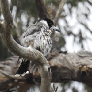 Cracticus torquatus at Kambah, ACT - 23 Sep 2021