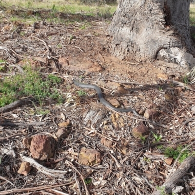 Pseudonaja textilis (Eastern Brown Snake) at West Stromlo - 21 Sep 2021 by HannahWindley