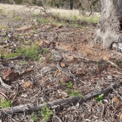 Pseudonaja textilis at Denman Prospect, ACT - 21 Sep 2021 10:02 AM