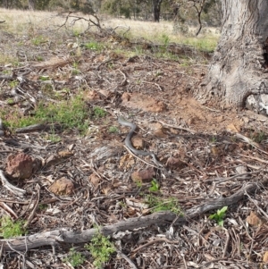 Pseudonaja textilis at Denman Prospect, ACT - 21 Sep 2021 10:02 AM