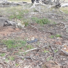 Pseudonaja textilis at Denman Prospect, ACT - 21 Sep 2021 10:02 AM