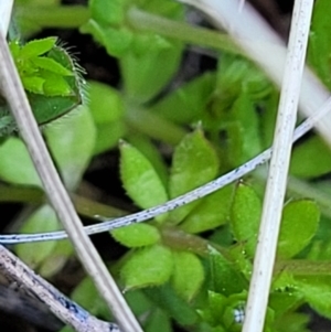 Sherardia arvensis at Holt, ACT - 23 Sep 2021