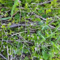 Sherardia arvensis at Holt, ACT - 23 Sep 2021