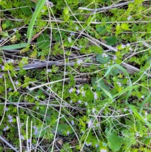 Sherardia arvensis at Holt, ACT - 23 Sep 2021