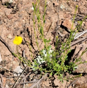 Calotis lappulacea at Holt, ACT - 23 Sep 2021