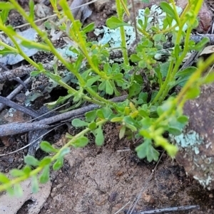 Calotis lappulacea at Holt, ACT - 23 Sep 2021