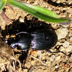 Pterostichini (tribe) (A Carabid beetle) at Coree, ACT - 23 Sep 2021 by trevorpreston