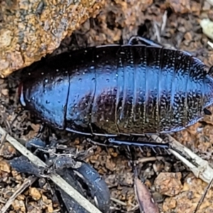 Platyzosteria melanaria at Coree, ACT - 23 Sep 2021 12:55 PM